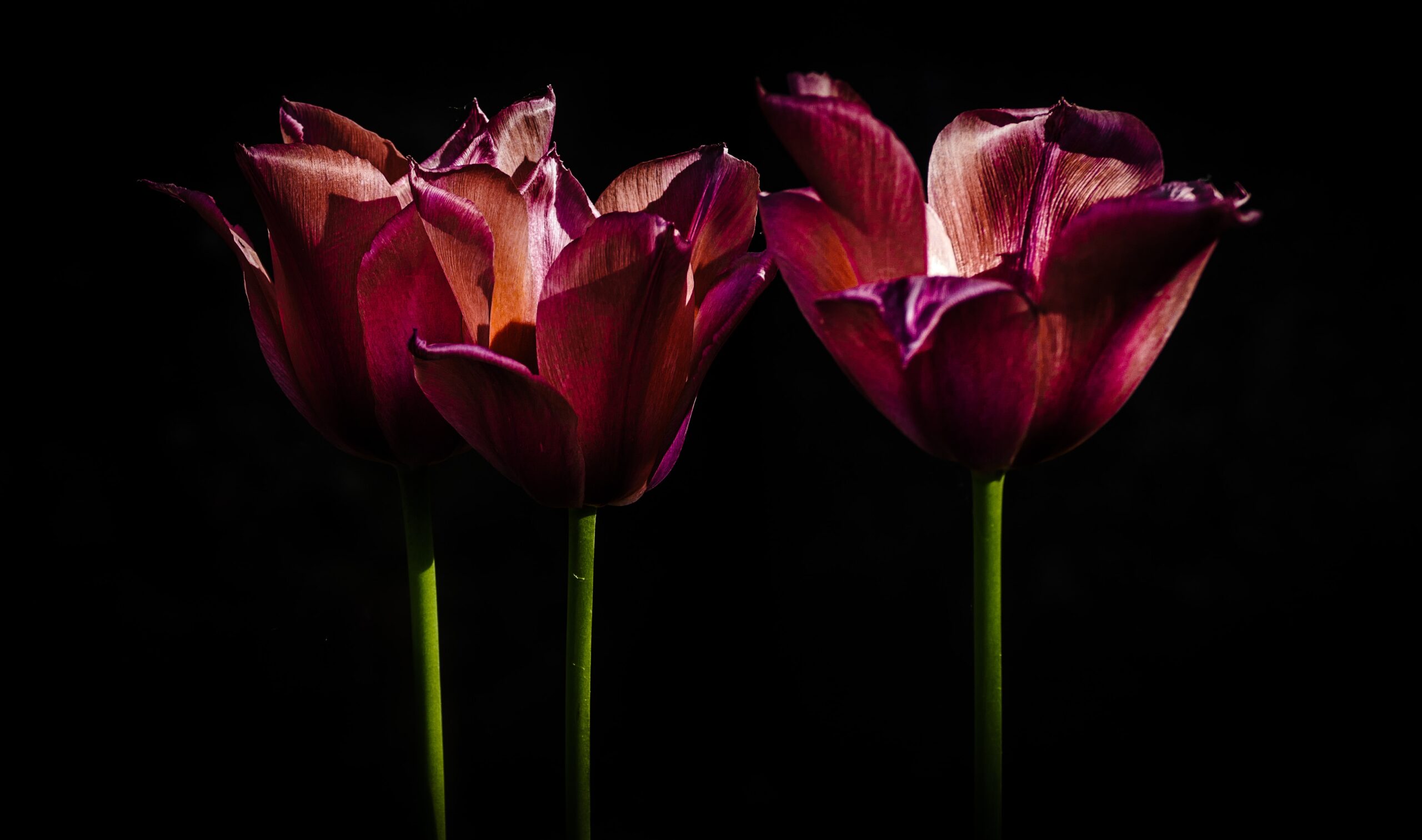 Tulipanes